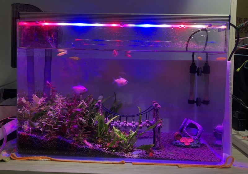 1.5呎(48公分) 可切換式 LED水族燈:　1.5呎 水草缸 培育模式