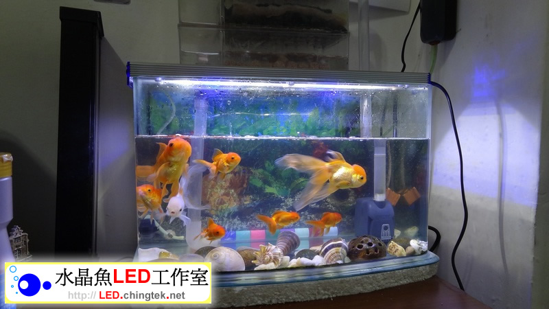 1.5呎 (48cm ) LED水族燈:　1.5呎 淡水缸