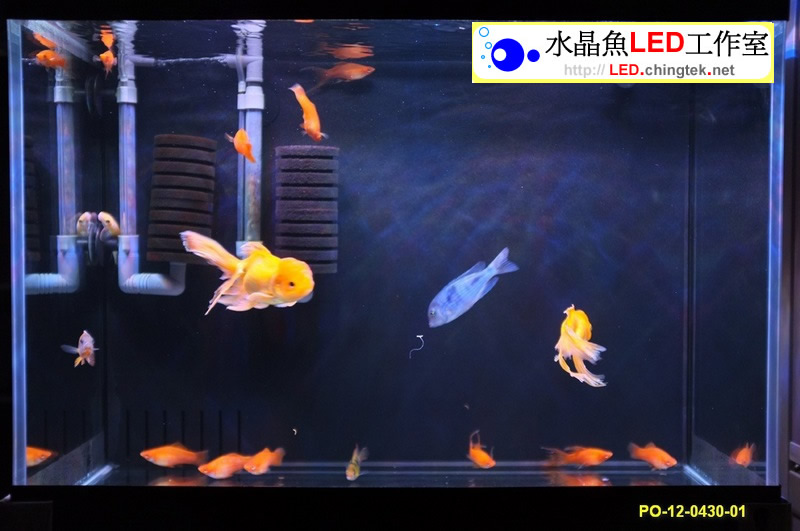 2呎(63公分) LED水族燈:　2呎 淡水缸