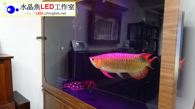 客戶安裝實例分享 - 魟魚/龍魚專用版 LED水族燈