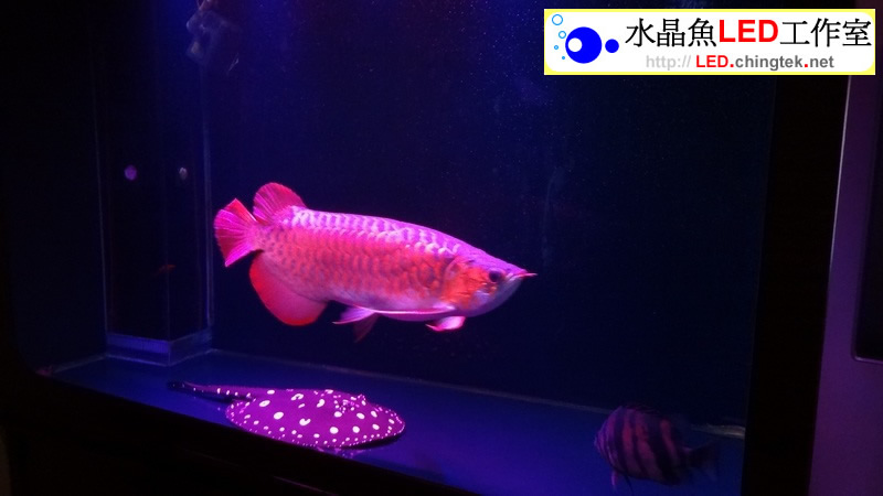 3呎 (93cm) LED水族燈-- 龍魚 專用版 II