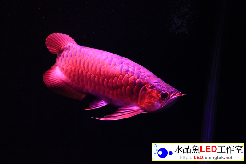 客戶安裝實例分享 - 魟魚/龍魚專用版 LED水族燈