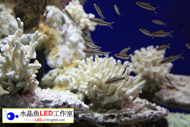 4組 x 3呎(93cm )LED水族燈 :　7.5呎 淡水缸