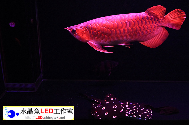 客製LED水族燈 - 魟魚 / 龍魚專用版【水晶魚LED工作室】