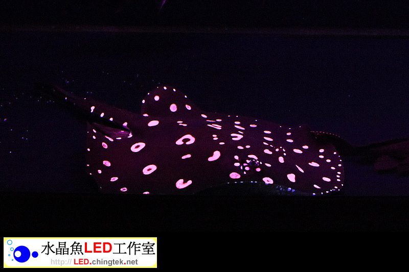 客戶安裝實例分享 - 魟魚/龍魚專用版 LED水族燈