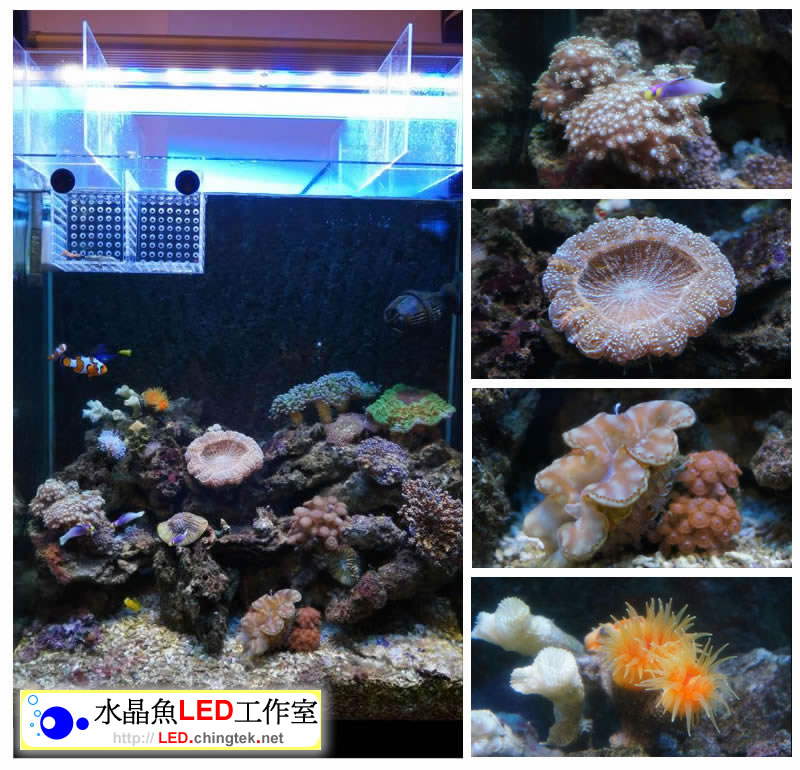 客戶安裝實例分享 - CREE 尊爵版LED水族燈