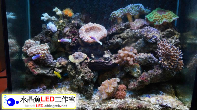 客戶安裝實例分享 - CREE 尊爵版LED水族燈