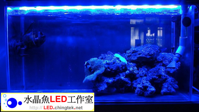 2.3呎(73cm ) LED水族燈- 全藍版 :　2.3呎 海水缸