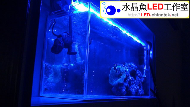 2.3呎(73cm ) LED水族燈- 全藍版 :　2.3呎 海水缸