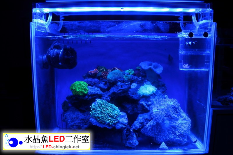 2呎(63cm ) LED水族燈- 全藍版 :　2呎 海水/軟體缸