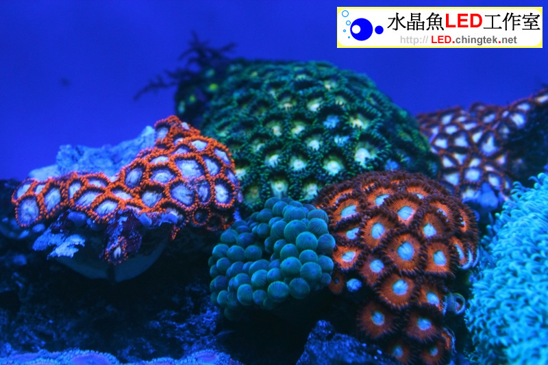 雙切式 LED水族燈 - 海水/軟體專用版【水晶魚LED工作室】