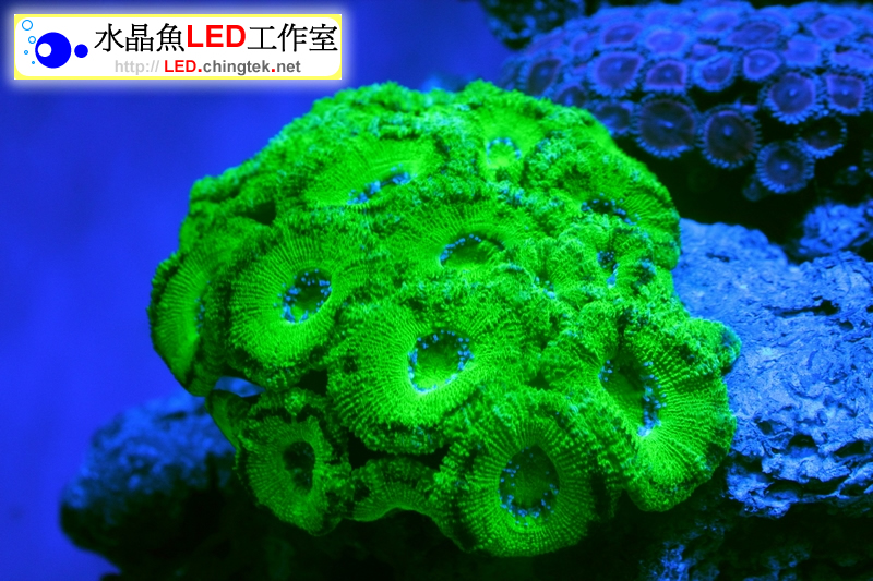 2呎(63cm ) LED水族燈- 全藍版 :　2呎 海水/軟體缸