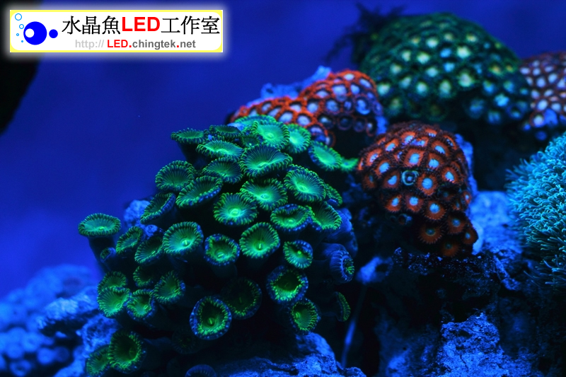 2呎(63cm ) LED水族燈- 全藍版 :　2呎 海水/軟體缸