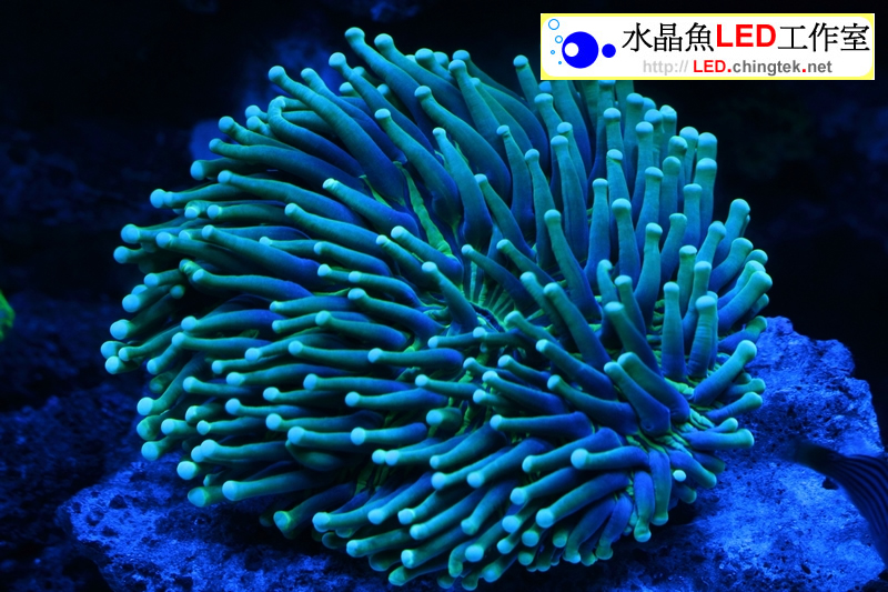 2呎(63cm ) LED水族燈- 全藍版 :　2呎 海水/軟體缸
