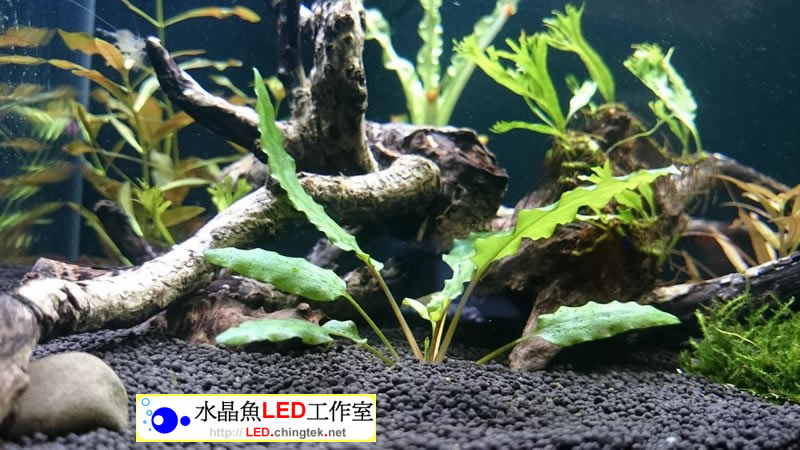 1.5呎(48公分) 可切換式 LED水族燈:　1.5呎 水草缸