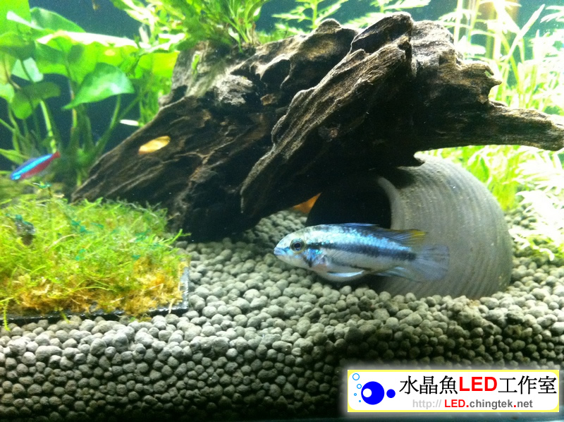 1.5呎(48公分) 可切換式 LED水族燈: 1.5呎 水草缸