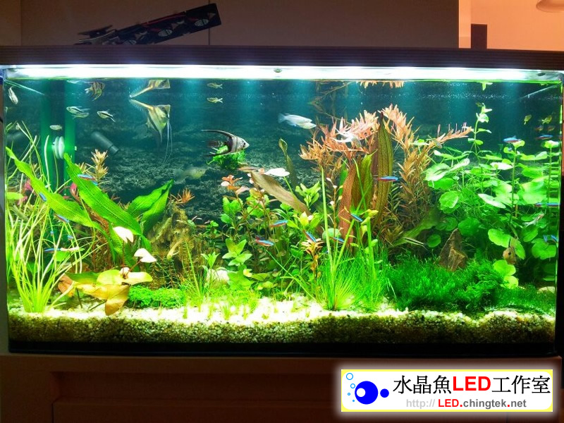 2呎 (63cm ) LED水族燈:　2呎 水草缸