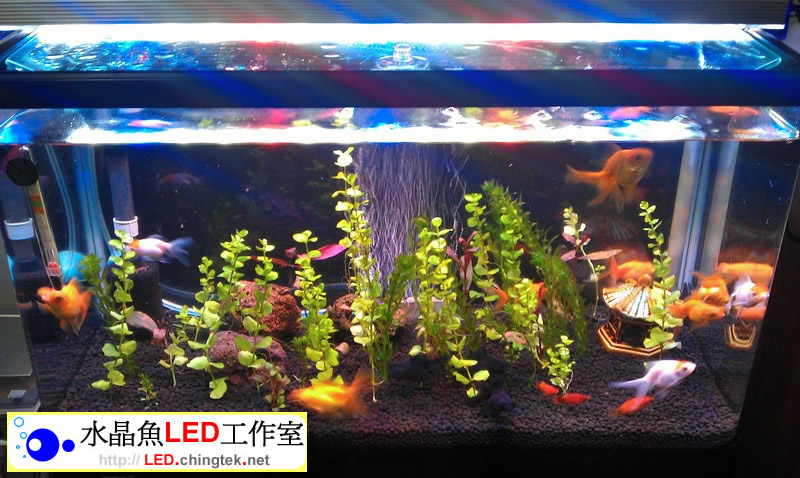2呎 (63cm ) LED水族燈:　2呎 水草缸