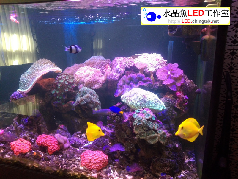 2呎(63cm ) LED水族燈 x 2組 :　2呎 海水/軟體缸
