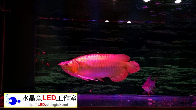 2組 x 5呎 (156cm) LED水族燈- 龍魚 專用版