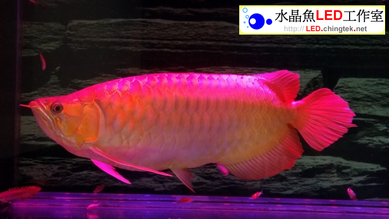 2組 x 5呎 (156cm) LED水族燈- 龍魚 專用版