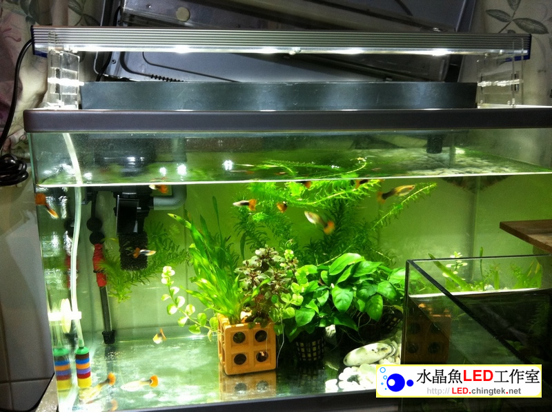 2呎(63公分) 可切換式 LED水族燈:　2呎 水草缸