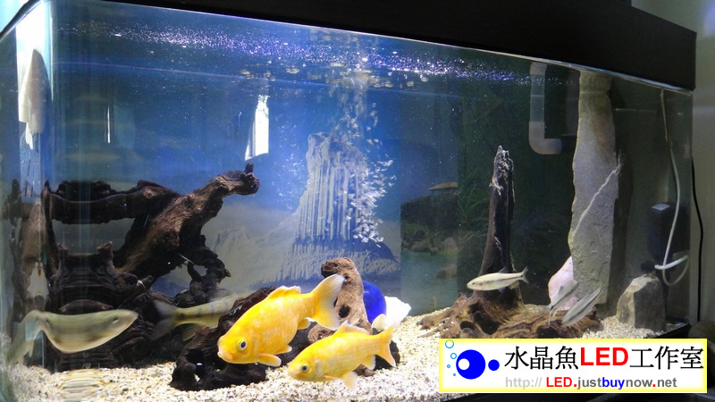 3呎(93cm ) LED水族燈 :　3呎 淡水缸