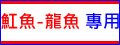 紅龍 龍魚 專用 - 大功率LED水族燈